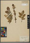 Foto von Salix hastata L.